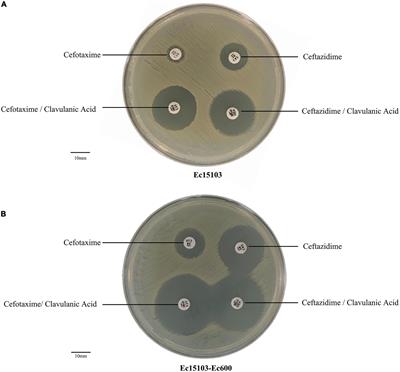 Characterizations of blaCTX–M–14 and blaCTX–M–64 in a clinical isolate of Escherichia coli from China